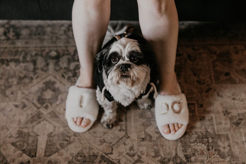 Creative image of bride wearing "I do" slippers with her pup perched between her legs. the dog is looking at the camera and in focus - the slippers are blurred. Captured by sarnia wedding photographer ashlee ellison.